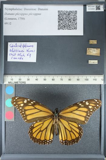 Media type: image;   Entomology 164926